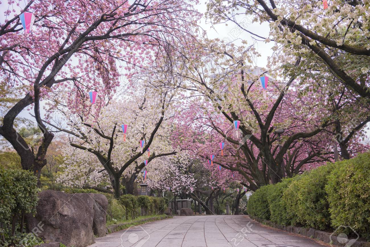 Mengenal Hanami, Tradisi Unik Di Jepang Yang Sangat Menyenangkan ...