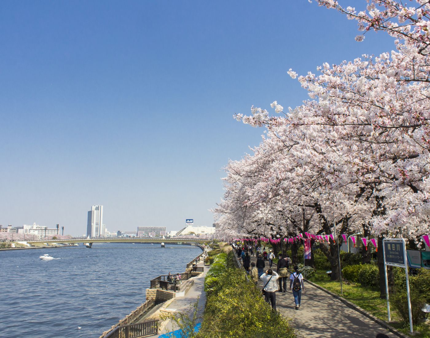 Mengenal Hanami, Tradisi Unik Di Jepang Yang Sangat Menyenangkan ...